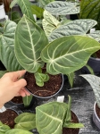Anthurium villeanorum - L