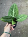 Anthurium villeanorum - L