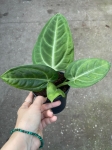 Anthurium villeanorum - L
