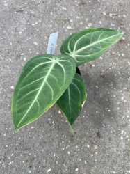 Anthurium villeanorum - L