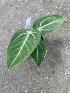 Anthurium villeanorum - L