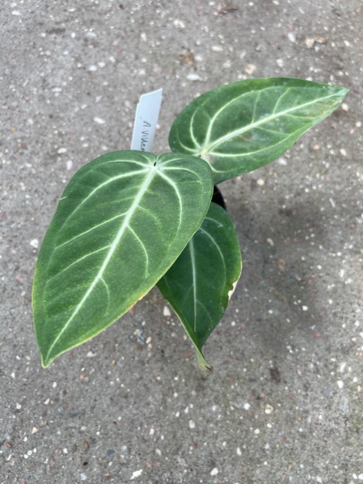 Anthurium villeanorum - L