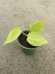 Philodendron hederaceum Lemon Lime - S
