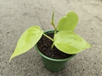 Philodendron hederaceum Lemon Lime - S