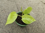 Philodendron hederaceum Lemon Lime - S