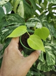 Philodendron hederaceum Lemon Lime - S