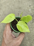 Philodendron hederaceum Lemon Lime - S