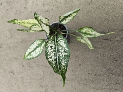 Aglaonema 'Super Snow' - M