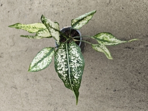 Aglaonema 'Super Snow' - M