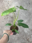 Philodendron Paraiso Verde - M