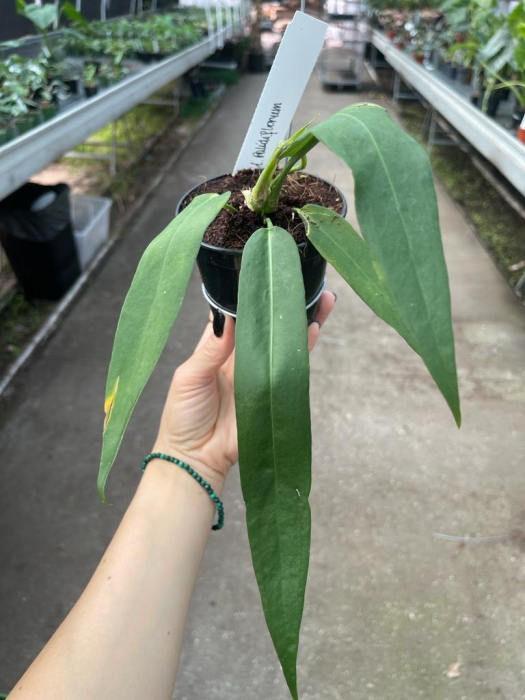 Anthurium pallidiflorum - L