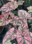 Caladium Purple Light