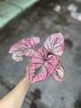 Caladium Purple Light