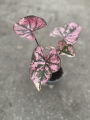 Caladium Purple Light