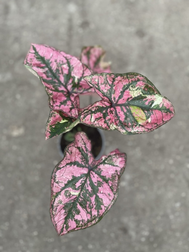 Caladium Purple Light
