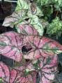 Caladium Purple Light