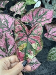 Caladium Purple Light
