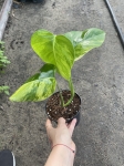 Monstera marmorata M