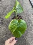 Monstera marmorata M