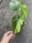 Monstera marmorata M
