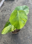 Monstera marmorata M