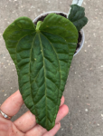 Anthurium besseae aff. x Anthurium splendidum