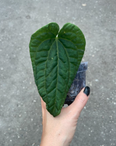 Anthurium besseae aff. x Anthurium splendidum