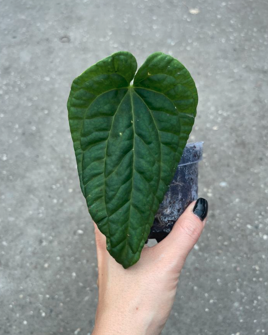 Anthurium besseae aff. x Anthurium splendidum