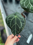 Anthurium crystallinum