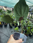 Anthurium crystallinum