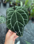 Anthurium crystallinum