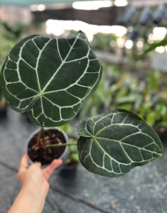 Anthurium crystallinum L