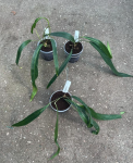 Anthurium friedrichsthalii