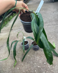 Anthurium friedrichsthalii