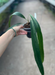 Anthurium friedrichsthalii