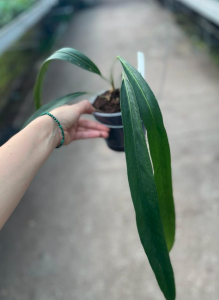 Anthurium friedrichsthalii - M