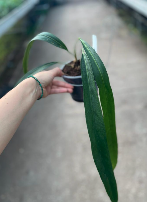 Anthurium friedrichsthalii