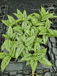 Calathea Vittata - S