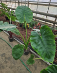 Alocasia Opal Beauty