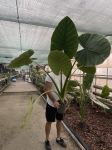 Alocasia Opal Beauty