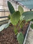 Alocasia Opal Beauty