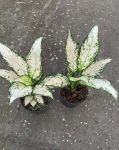 Aglaonema Vanilla Baby