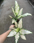 Aglaonema Vanilla Baby