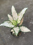 Aglaonema Vanilla Baby
