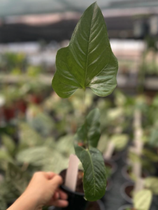 Anthurium pedatum  - M