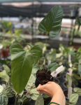 Anthurium pedatum - M