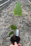 Anthurium pedatum - M