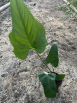 Anthurium pedatum - M