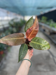 Philodendron Sun Red - L