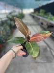 Philodendron Sun Red